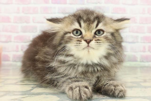 東京都のエキゾチック (Coo&RIKU武蔵小山店/2026年2月15日生まれ/男の子/ブラウンタビー)の子猫の3枚目の画像