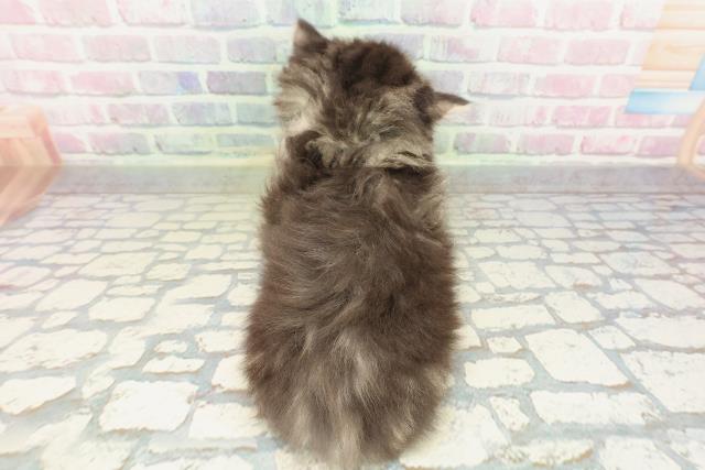 東京都のエキゾチック (Coo&RIKU武蔵小山店/2026年2月15日生まれ/男の子/ブラウンタビー)の子猫の4枚目の画像