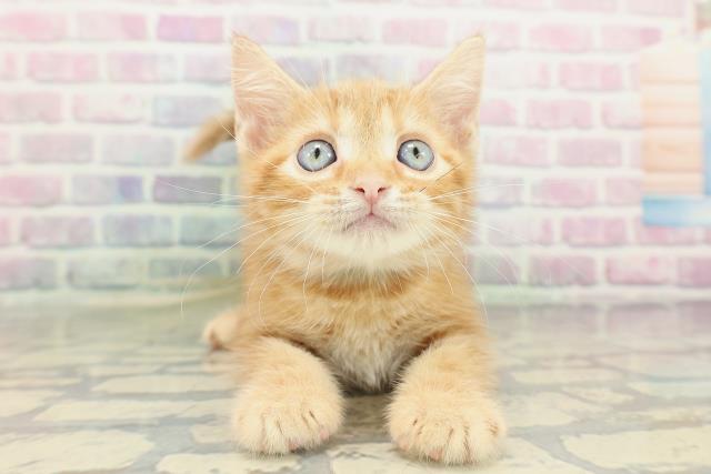 北海道のアメリカンショートヘアー (Coo&RIKU苫小牧店/2026年2月12日生まれ/男の子/レッドタビー)の子猫の1枚目の画像