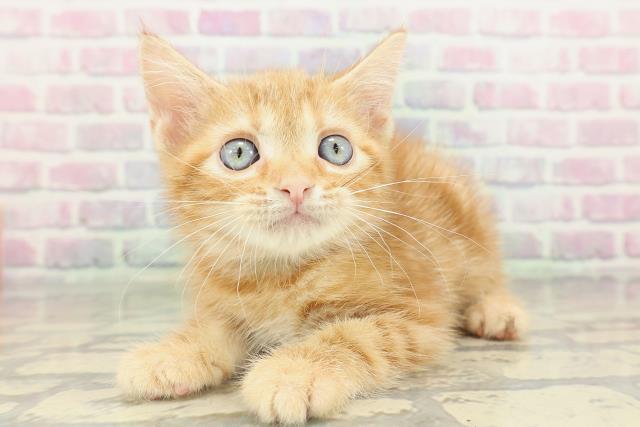 北海道のアメリカンショートヘアー (Coo&RIKU苫小牧店/2026年2月12日生まれ/男の子/レッドタビー)の子猫の2枚目の画像