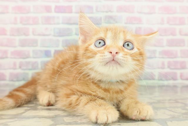 北海道のアメリカンショートヘアー (Coo&RIKU苫小牧店/2026年2月12日生まれ/男の子/レッドタビー)の子猫の3枚目の画像