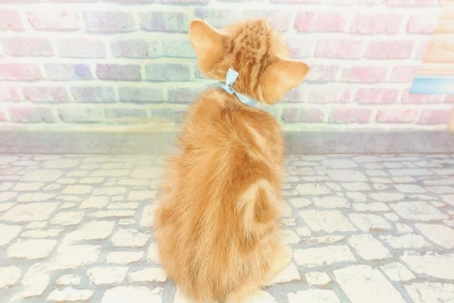 北海道のアメリカンショートヘアー (Coo&RIKU苫小牧店/2026年2月12日生まれ/男の子/レッドタビー)の子猫の4枚目の画像