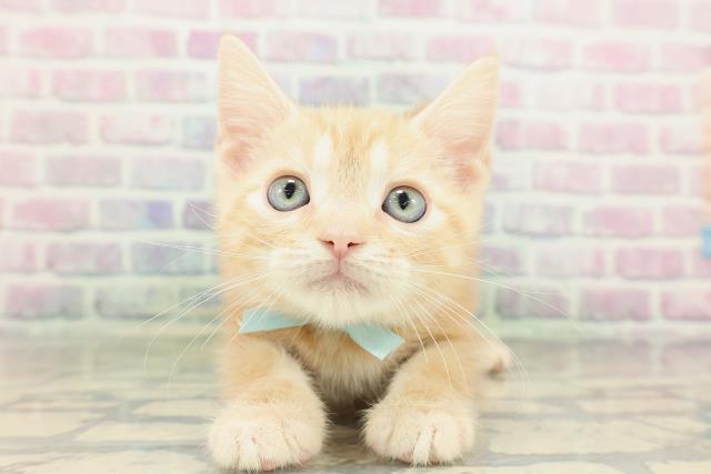 北海道のアメリカンショートヘアー (Coo&RIKU帯広店/2026年2月12日生まれ/男の子/レッドタビー)の子猫の1枚目の画像