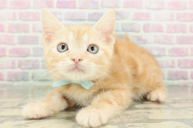 北海道のアメリカンショートヘアー (Coo&RIKU帯広店/2026年2月12日生まれ/男の子/レッドタビー)の子猫の2枚目の画像