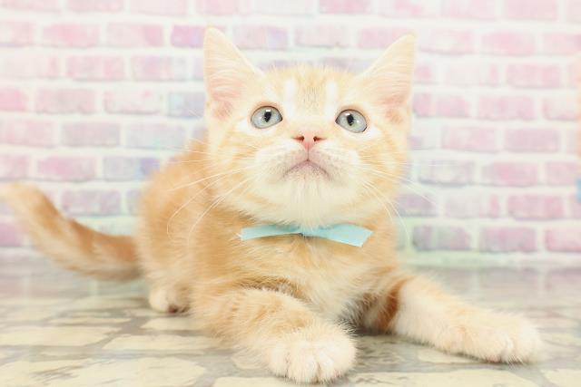 北海道のアメリカンショートヘアー (Coo&RIKU帯広店/2026年2月12日生まれ/男の子/レッドタビー)の子猫の3枚目の画像