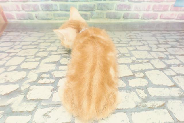 北海道のアメリカンショートヘアー (Coo&RIKU帯広店/2026年2月12日生まれ/男の子/レッドタビー)の子猫の4枚目の画像