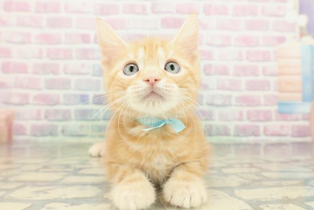 北海道のアメリカンショートヘアー (Coo&RIKU函館店/2026年2月12日生まれ/男の子/レッドタビー)の子猫の1枚目の画像