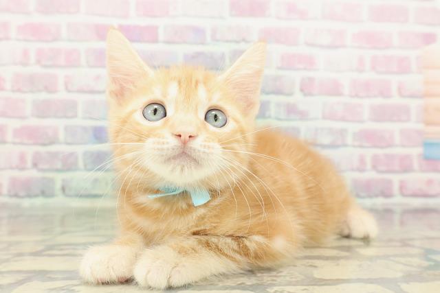 北海道のアメリカンショートヘアー (Coo&RIKU函館店/2026年2月12日生まれ/男の子/レッドタビー)の子猫の2枚目の画像