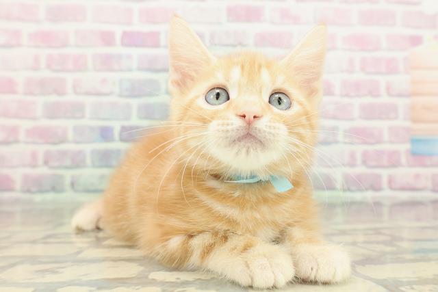 北海道のアメリカンショートヘアー (Coo&RIKU函館店/2026年2月12日生まれ/男の子/レッドタビー)の子猫の3枚目の画像