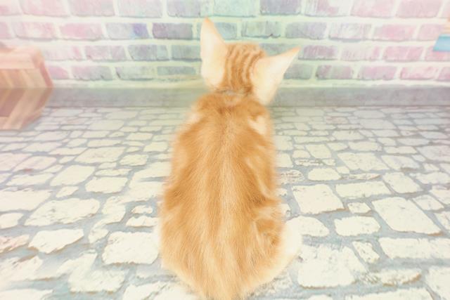 北海道のアメリカンショートヘアー (Coo&RIKU函館店/2026年2月12日生まれ/男の子/レッドタビー)の子猫の4枚目の画像