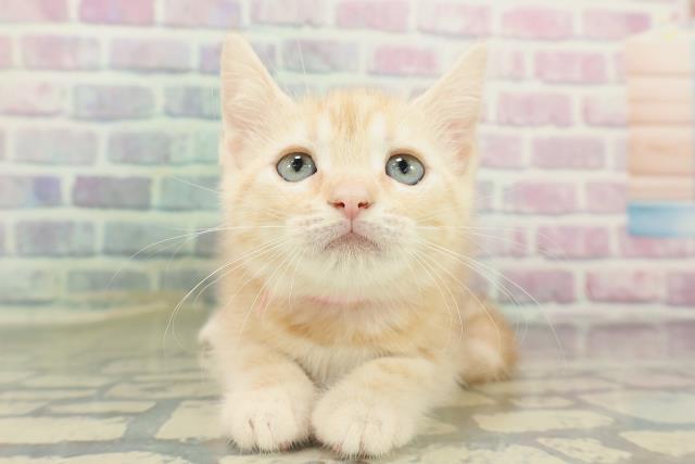 新潟県のアメリカンショートヘアー (Coo&RIKU長岡店/2026年2月12日生まれ/女の子/レッドタビー)の子猫の1枚目の画像