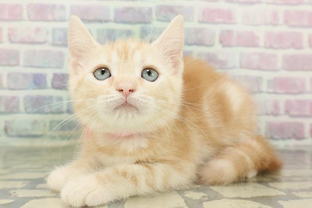 新潟県のアメリカンショートヘアー (Coo&RIKU長岡店/2026年2月12日生まれ/女の子/レッドタビー)の子猫の2枚目の画像