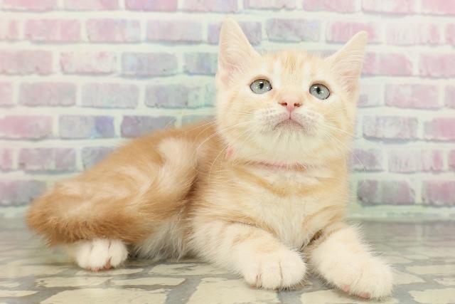 新潟県のアメリカンショートヘアー (Coo&RIKU長岡店/2026年2月12日生まれ/女の子/レッドタビー)の子猫の3枚目の画像