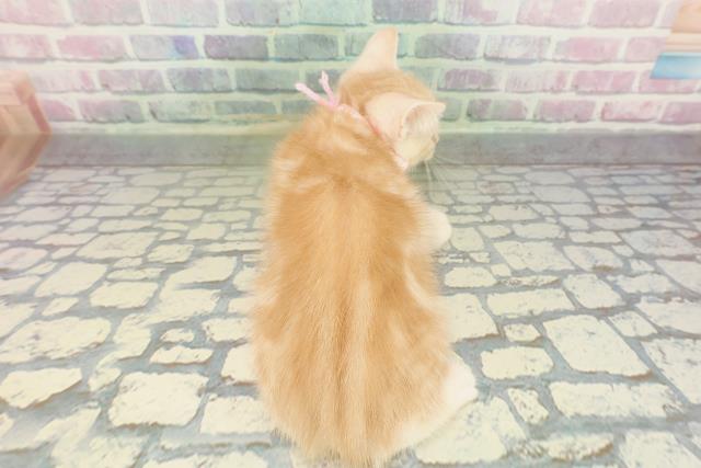 新潟県のアメリカンショートヘアー (Coo&RIKU長岡店/2026年2月12日生まれ/女の子/レッドタビー)の子猫の4枚目の画像