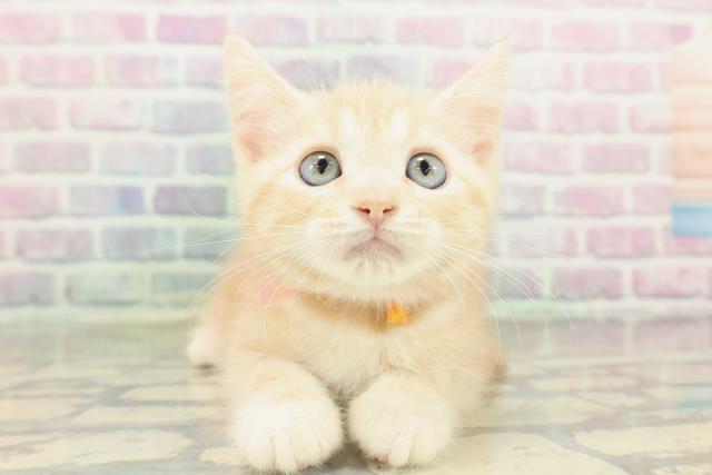 アメリカンショートヘアー