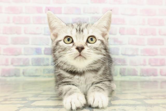 石川県のアメリカンショートヘアー (Coo&RIKU金沢店/2026年2月11日生まれ/女の子/シルバータビー)の子猫の1枚目の画像