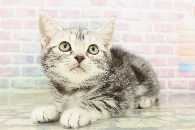 石川県のアメリカンショートヘアー (Coo&RIKU金沢店/2026年2月11日生まれ/女の子/シルバータビー)の子猫の2枚目の画像