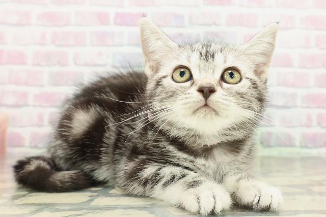 石川県のアメリカンショートヘアー (Coo&RIKU金沢店/2026年2月11日生まれ/女の子/シルバータビー)の子猫の3枚目の画像