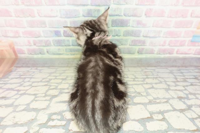 石川県のアメリカンショートヘアー (Coo&RIKU金沢店/2026年2月11日生まれ/女の子/シルバータビー)の子猫の4枚目の画像