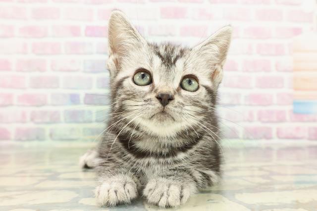 青森県のアメリカンショートヘアー (Coo&RIKU青森店/2026年2月11日生まれ/男の子/シルバータビー)の子猫