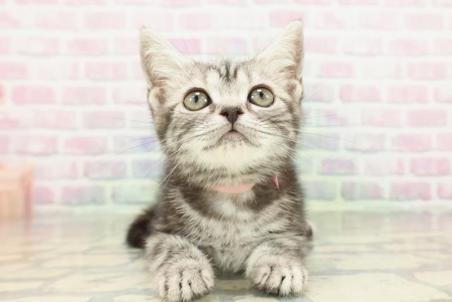 アメリカンショートヘアー