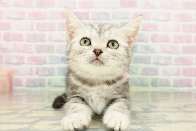 新潟県のアメリカンショートヘアー (Coo&RIKU長岡店/2026年2月11日生まれ/女の子/シルバータビー)の子猫の1枚目の画像