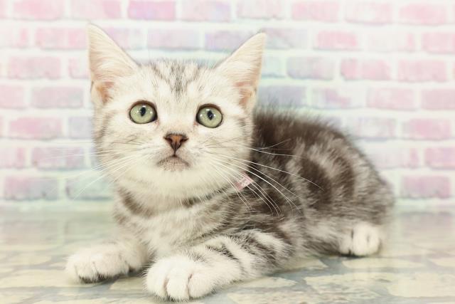 新潟県のアメリカンショートヘアー (Coo&RIKU長岡店/2026年2月11日生まれ/女の子/シルバータビー)の子猫の2枚目の画像