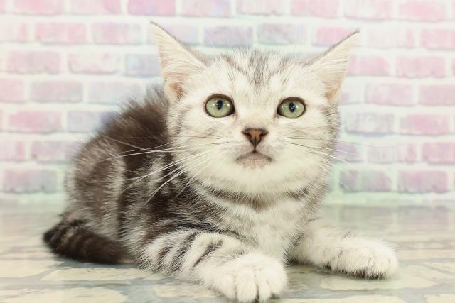 新潟県のアメリカンショートヘアー (Coo&RIKU長岡店/2026年2月11日生まれ/女の子/シルバータビー)の子猫の3枚目の画像