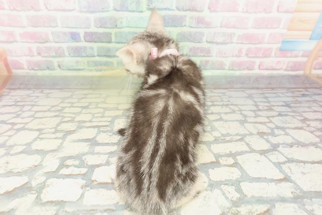 新潟県のアメリカンショートヘアー (Coo&RIKU長岡店/2026年2月11日生まれ/女の子/シルバータビー)の子猫の4枚目の画像