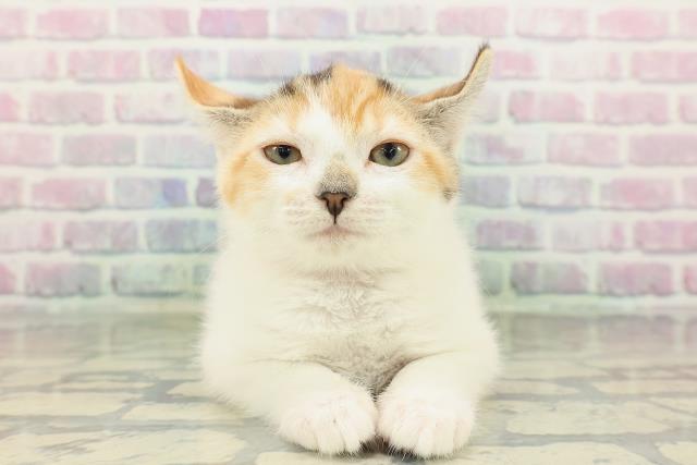 アメリカンカール