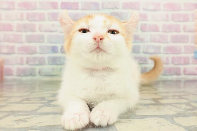 北海道のアメリカンカール (Coo&RIKU帯広店/2026年2月1日生まれ/女の子/レッドタビーホワイト)の子猫の1枚目の画像