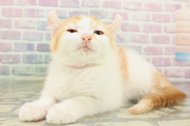 北海道のアメリカンカール (Coo&RIKU帯広店/2026年2月1日生まれ/女の子/レッドタビーホワイト)の子猫の2枚目の画像