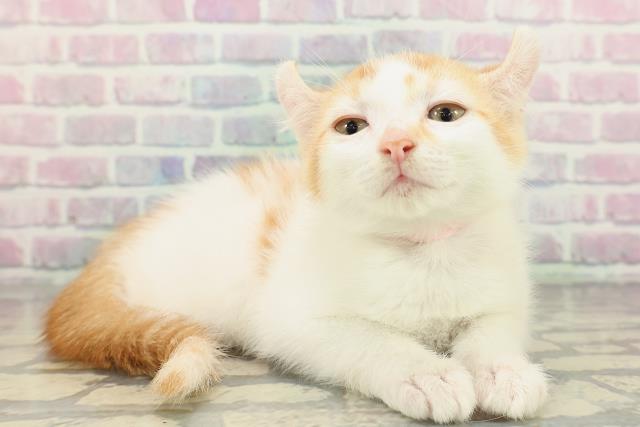 北海道のアメリカンカール (Coo&RIKU帯広店/2026年2月1日生まれ/女の子/レッドタビーホワイト)の子猫の3枚目の画像