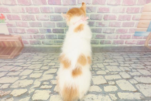 北海道のアメリカンカール (Coo&RIKU帯広店/2026年2月1日生まれ/女の子/レッドタビーホワイト)の子猫の4枚目の画像