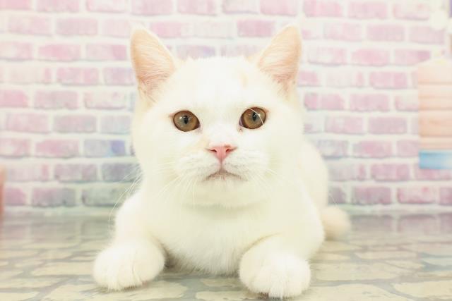 マンチカン(長足)