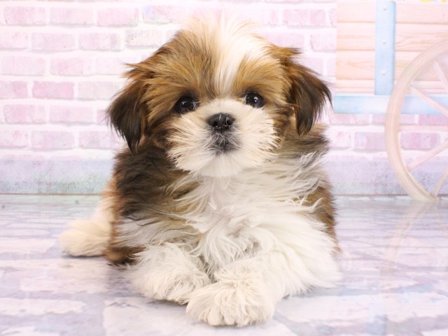 大阪府のマルズー/マルシーズ(マルチーズ×シーズー) (Coo&RIKU高槻店/2026年2月13日生まれ/女の子/ゴールドホワイト)の子犬の1枚目の画像