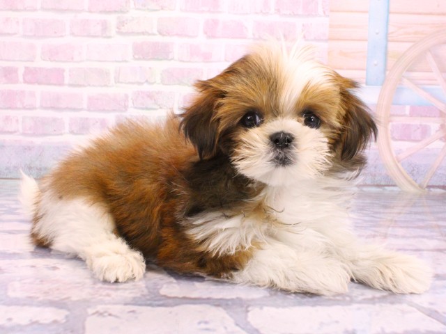 大阪府のマルズー/マルシーズ(マルチーズ×シーズー) (Coo&RIKU高槻店/2026年2月13日生まれ/女の子/ゴールドホワイト)の子犬の2枚目の画像