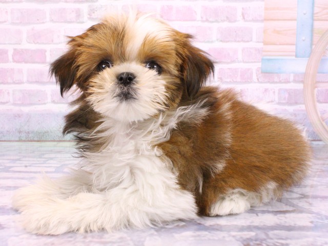 大阪府のマルズー/マルシーズ(マルチーズ×シーズー) (Coo&RIKU高槻店/2026年2月13日生まれ/女の子/ゴールドホワイト)の子犬の3枚目の画像