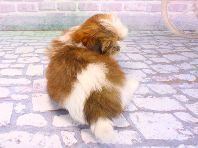 大阪府のマルズー/マルシーズ(マルチーズ×シーズー) (Coo&RIKU高槻店/2026年2月13日生まれ/女の子/ゴールドホワイト)の子犬の4枚目の画像