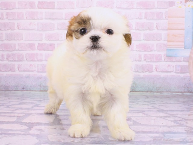 兵庫県のマルズー/マルシーズ(マルチーズ×シーズー) (Coo&RIKU神戸東灘店/2026年2月10日生まれ/女の子/ホワイトゴールド)の子犬