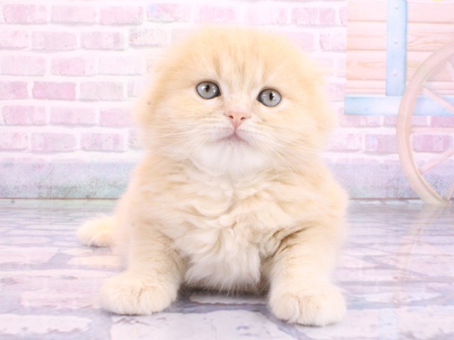 スコティッシュフォールド