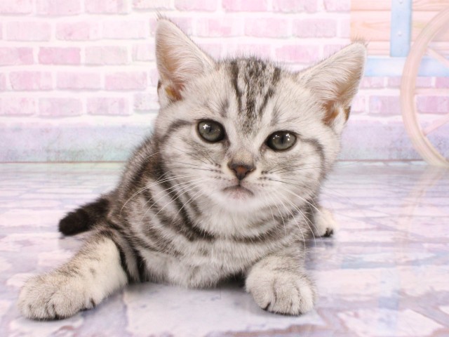 アメリカンショートヘアー