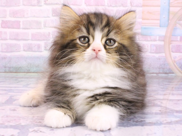 ミヌエット（長足）