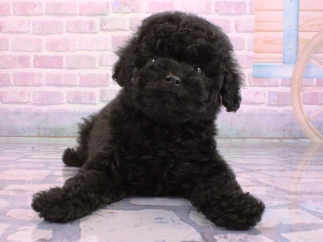 兵庫県のトイプードル(トイ) (Coo&RIKU神戸三宮店/2026年2月10日生まれ/女の子/ブラック)の子犬