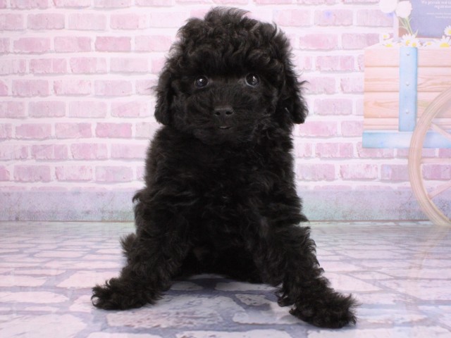滋賀県のトイプードル(トイ) (Coo&RIKUアヤハディオ水口店/2026年2月10日生まれ/女の子/ブラック)の子犬の1枚目の画像