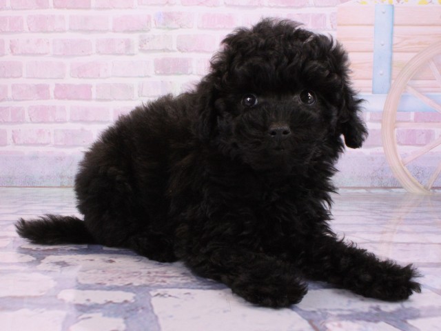 滋賀県のトイプードル(トイ) (Coo&RIKUアヤハディオ水口店/2026年2月10日生まれ/女の子/ブラック)の子犬の2枚目の画像