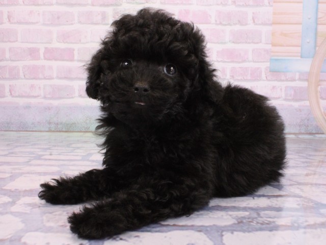 滋賀県のトイプードル(トイ) (Coo&RIKUアヤハディオ水口店/2026年2月10日生まれ/女の子/ブラック)の子犬の3枚目の画像