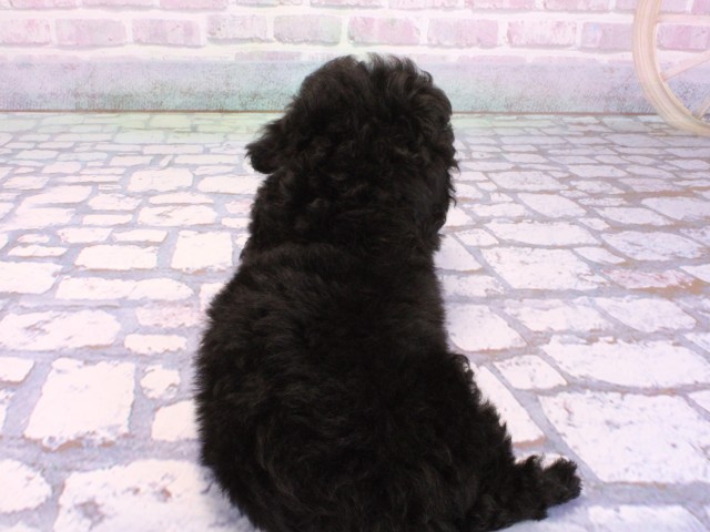 滋賀県のトイプードル(トイ) (Coo&RIKUアヤハディオ水口店/2026年2月10日生まれ/女の子/ブラック)の子犬の4枚目の画像