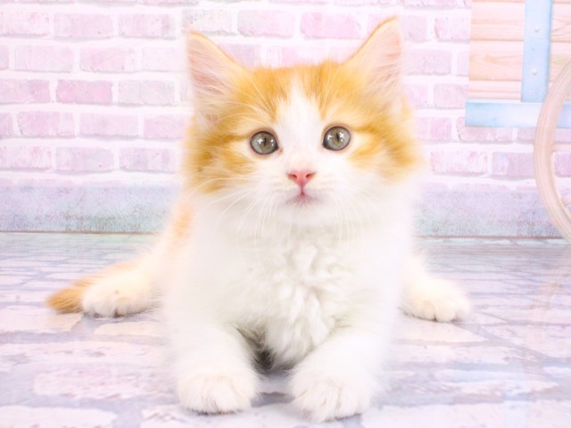 ノルウェージャン・フォレストキャット