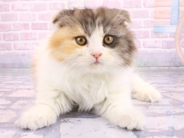 兵庫県のスコティッシュフォールド (Coo&RIKU神戸三宮店/2026年2月15日生まれ/女の子/バンキャリコ)の子猫の1枚目の画像